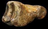 Ice Age Bison Metatarsal (Toe Bone) - North Sea Deposits #43140-1